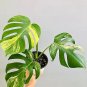Fresh Monstera Aurea Variegata albo Roots Cutting Grower’s 10 Yellow Monstera