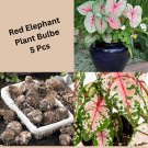 Caladium Red Flash,(5 Bulbs) Thrives in Heat and Humidity, Red Elephant Ears Plant