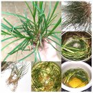 Dried Goose Grass Paragis Plant Eleusine Indica Herb Natural TEA Leaves