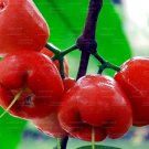 Red Jambu air seeds Syzygium aqueum Watery rose apple, water apple, bell fruit seeds50