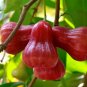Red Jambu air seeds Syzygium aqueum Watery rose apple, water apple, bell fruit seeds50