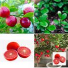 30 SEEDS Red Lemons Healthy Citrus Fruit Garden Plant Tree