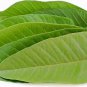 ORGANIC 100% DRIED GUAVA LEAVES Hojas De Guayaba herbal tea and skin care 250g