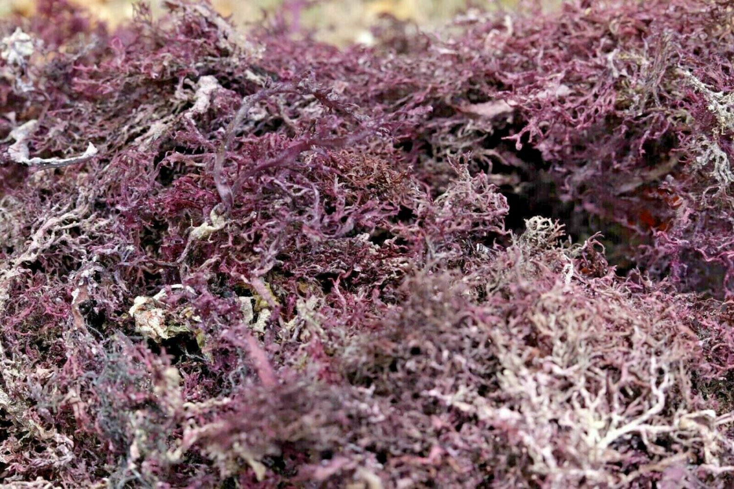 Purple Irish Moss (Chondrus Crispus) 100% Organic 8oz NO SALT ADD