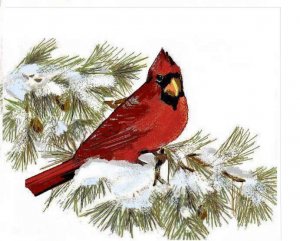 Red Cardinal on Pine Bough Greeting Card