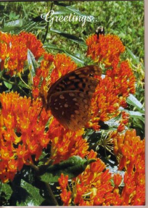 Beautiful Butterfly Weed Greeting Card