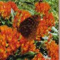Beautiful Butterfly Weed Greeting Card