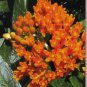 Beautiful Butterfly Weed Get Well Wishes Greeting Card