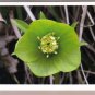 Unique Green Flower Thinking-of-you Card