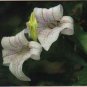 Lovely White Lily Greeting Card