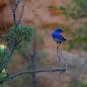 Bluebird on a Limb Greeting Card