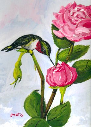 Rubfy Throated Hummingbird and Roses