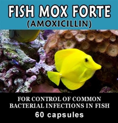 fish mox Aquarium Treatment Fish Mox Forte 250mg/500mg Capsules 60(amoxi)