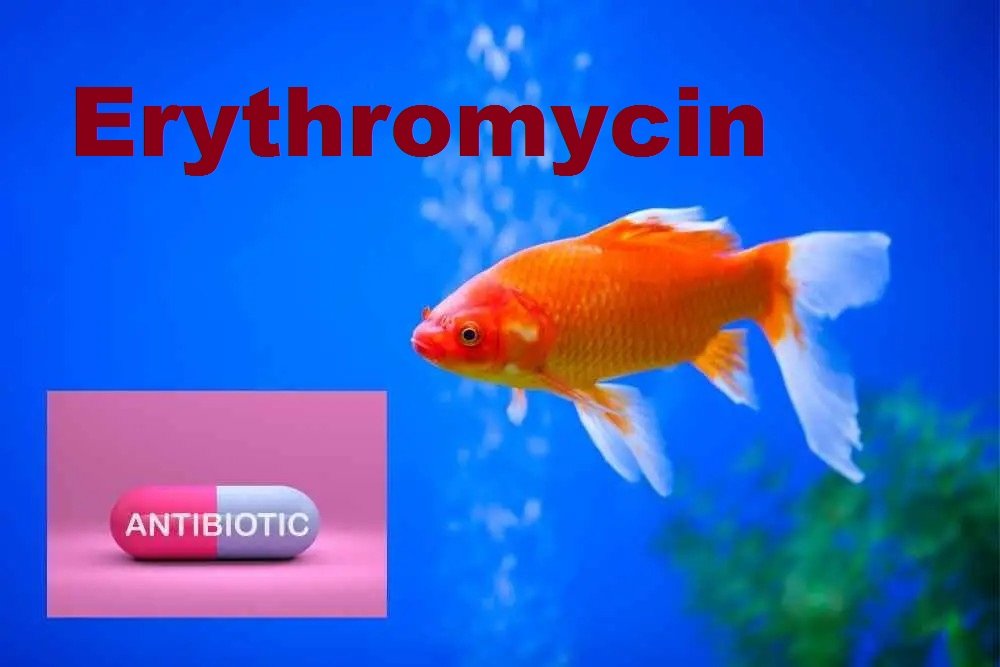 Fish Anti-biotics Fish Mycin 250mg / 5oomg Tablets 60
