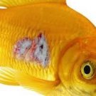 Fish Aid Anti-biotics Flex & Flex Forte 250mg /500mg(cepalexing) 100