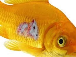 Fish Aid Anti-biotics Flex & Flex Forte 250mg /500mg(cepalexing) 100