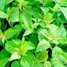 Dried Mexican Dream Herb Leaves Calea Zacatechichi Lucid Dream Herbal Tea 100g
