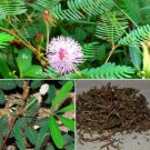 Dried Mimosa Pudica Sensitive Plant Root,Leaves Organic Herbal Nidikumba 100g