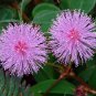 Dried Mimosa Pudica Sensitive Plant Root,Leaves Organic Herbal Nidikumba 100g