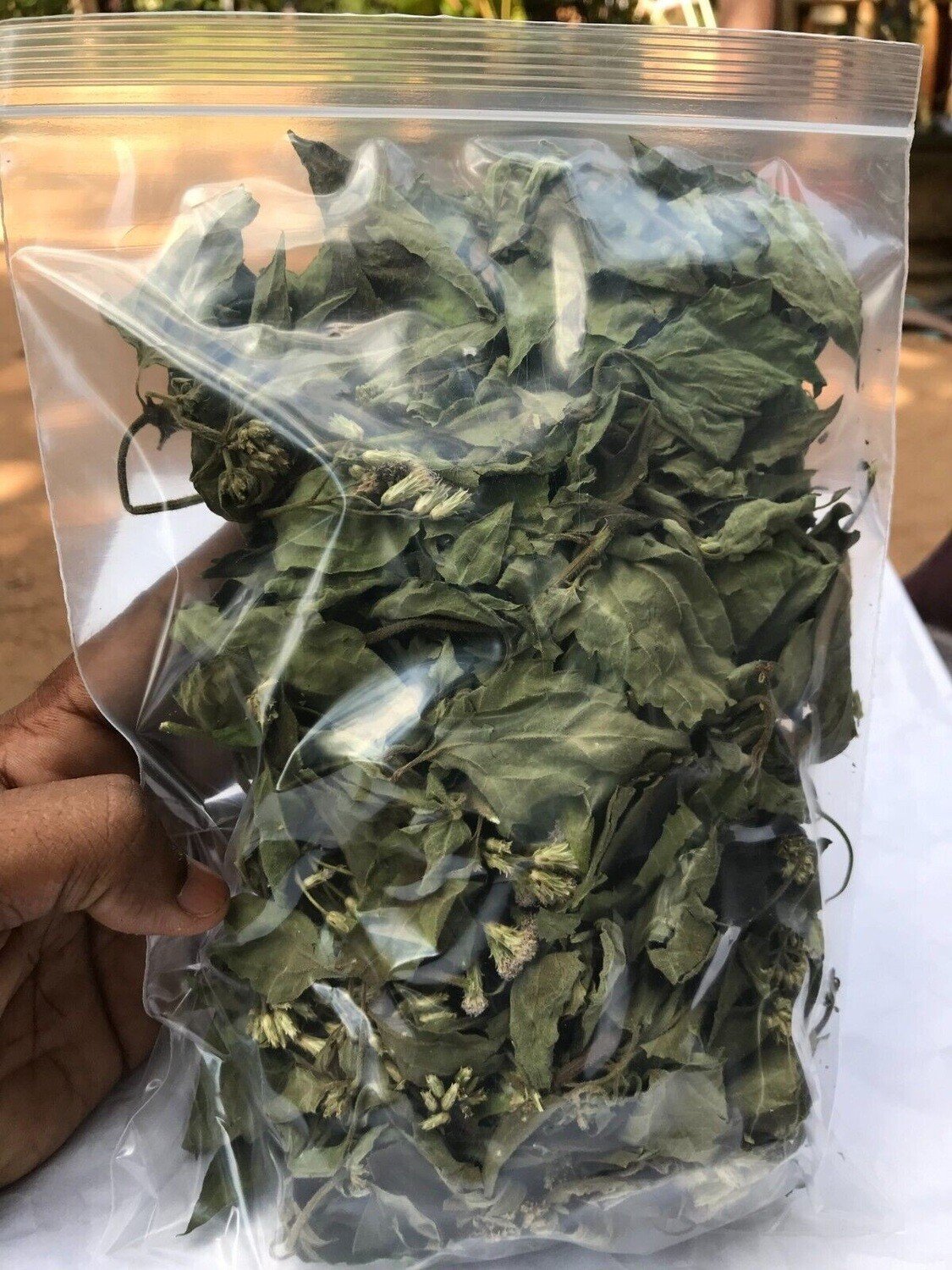Dried Mexican Dream Herb Leaves Calea Zacatechichi Lucid Dream Herbal Tea 100g