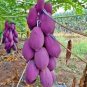 New Fresh Purple Papaya Fruit Seeds 50 pcs