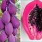 New Fresh Purple Papaya Fruit Seeds 50 pcs