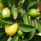 ORGANIC 100% DRIED GUAVA LEAVES Hojas De Guayaba herbal tea 250G