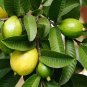 ORGANIC 100% DRIED GUAVA LEAVES Hojas De Guayaba herbal tea 250G