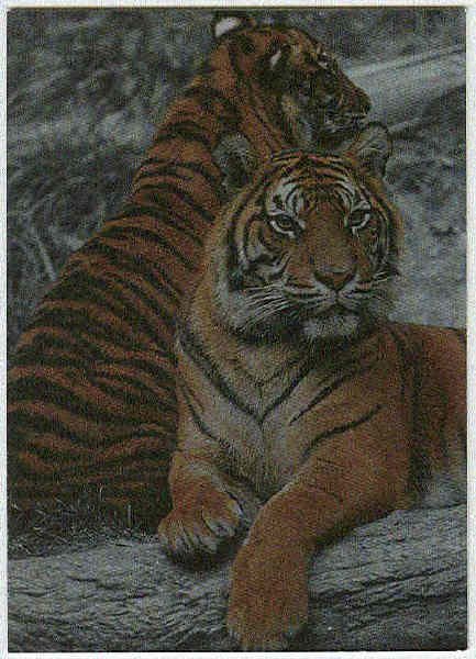 San Diego Zoo Tekchrome Chase Card Sumatran Tiger