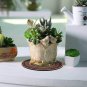 Colorful Boho Plant Pot Mat Set of 6 Absorbent Non Slip for Table Desk Floor 8.5