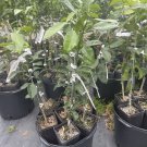 YUZU MANDARIN grafted) 2-3 Feet Tall. No shipping to California due to state regulations.