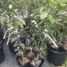 Sour Orange Tree grafted) 2-3 Feet Tall. No shipping to California due to state regulations.