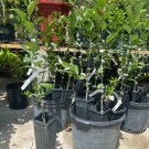 CALAMONDIN TREE Grafted (Cây Tắc Chua) 3-4 Feet Tall. No shipping to CA due to state regulations.