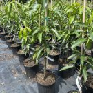 MALLIKA MANGO TREE GRAFTED (3-4 Feet Tall)