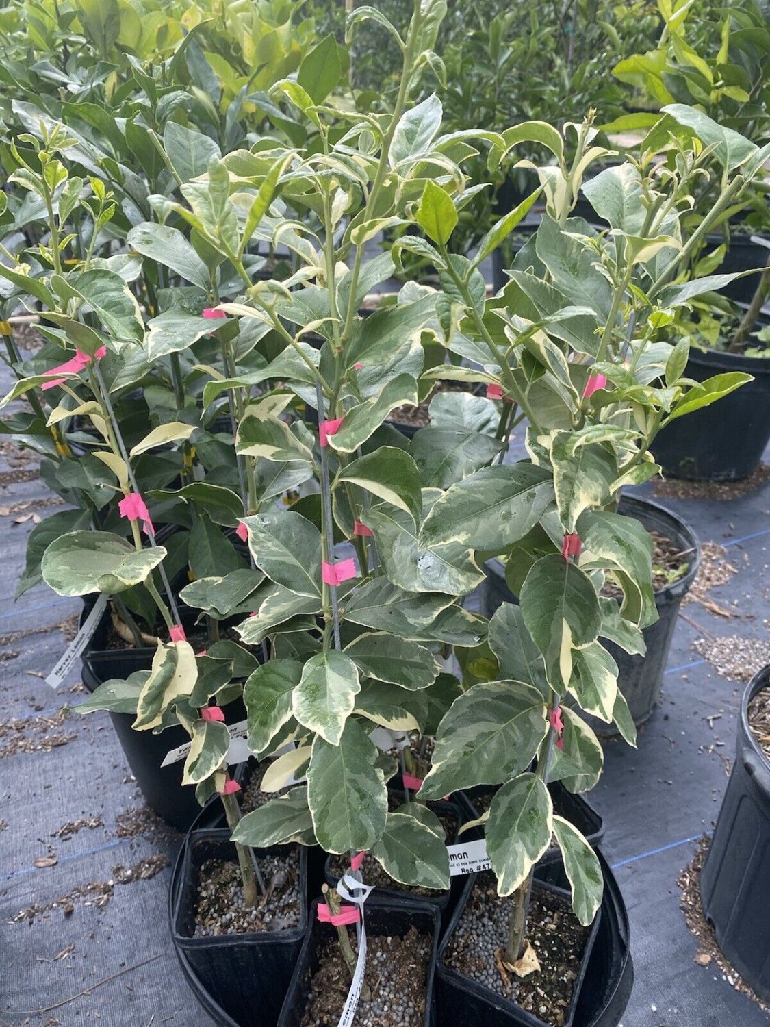 variegated pink lemon Tree. Grafted. 3 Feet Up. Fruit Tree. No shipping to CA.