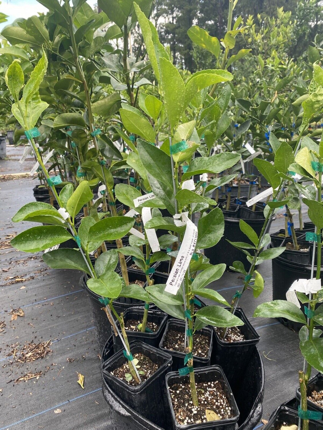 Persian Lime Tree-Fruit-Plant 3 Feet Tall Grafted . No shipping to CA.