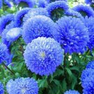 50 Blue Aster Flower Seeds