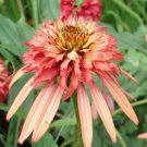 50 Double Salmon Coneflower Seeds Flower Perennial Flowers Seed 28 US SELLER