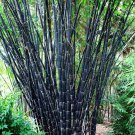 50 Tropical Black Bamboo Seeds Privacy Clumping Shade Screen 402 US SELLER