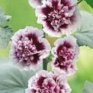 25 Double Purple Hollyhock Seeds Perennial Flower Seed Flowers 324 US Seller