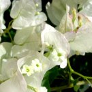 Well Rooted **SEAFOAM** Bougainvillea starter/plug plant**USA SELLER**