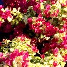 Well Rooted **SUNSTONE RED** Bougainvillea starter/plug plant**SHIPS BARE ROOT**