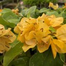 Well Rooted **TOPAZ GOLD** Bougainvillea starter/plug plant**USA SELLER**