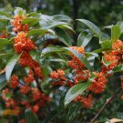 ~APRICOT ECHO~Fragrant Tea Sweet Olive Osmanthus fragrans~rooted starter plant