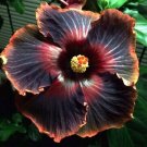 BLACK RAINBOW** Tropical Hibiscus** SMALL Rooted Starter Plant**Ships Bare Root*