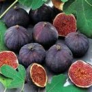 ~~Olympian~~Fig Tree Live Starter Plant~ Ficus carica ~Won the Retailers' Choice
