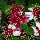 ~~Pineapple Guava Feijoa Sellowiana ~~Well Rooted STARTER Plant~Grow Sweet Fruit