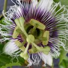~POSSUM PURPLE Passion Fruit~Live Starter Plant ~Passiflora edulis~ Self Fertile