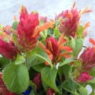 ~~RED SHRIMP STARTER PLANT~~Justicia brandegeana~~Beautiful Unique Blooms!