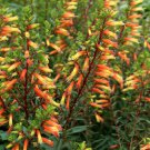 *CANDY CORN**Cuphea Melvilla Starter Plant**Attracts Hummingbirds & Butterflies*